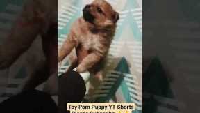 10 Tips for Training Your Toy Pom Puppy YouTube Shorts #shorts #viral #trending #doglover #dog #dogs