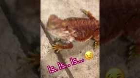 Ruby’s a girly girl! #funny #cute #comedy #shorts #fyp #exotic #pets #pet #animallover #animals #fun