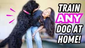 Ultimate Dog Training 🐶 STARTER GUIDE for Beginners!