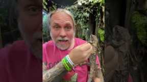 Best Pet Lizard Ever