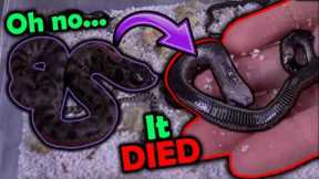 Black Hognose Snakes Hatching!