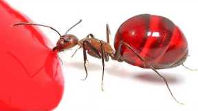 The Craziest Insect Videos On The Internet...