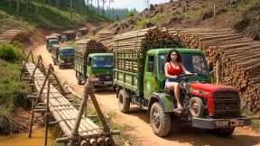 UseTrucks to Transport 1000+ Giant Bamboo Trees to Rebuild Bridge After a Major Flood