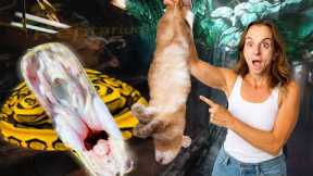 Feeding Giant Snakes and Lizards at My Reptile Zoo!