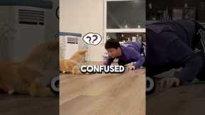 Puppy Learns New Tricks 🐾 #shorts