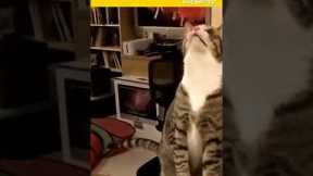 How to train your cat | Cat tricks | Cat training | #shorts #cat #cutecat #viral #nicecat