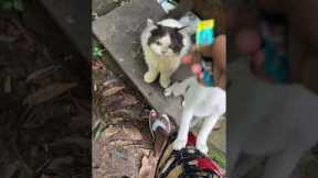 How to train your cats || Kitten Training Video #cat #babyanimal #kitten