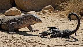 Monitor Lizard vs Scorpion | Survival Fight in the African Savannah