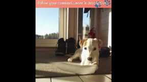 Cute Puppies 😍- Puppy & Dog Training Tips Ep.49 #shorts