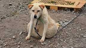 16 Years Chained— With a Belly About to Burst, She Was Exhausted & Desperate, Unable Sit or Stand