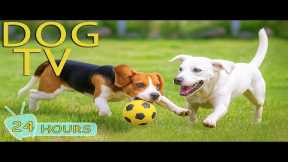 DOG TV: Best Anti-Stress Videos to Keep Dogs Prevent Boredom All Day When Alone - Music for Dogs