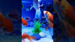 Beautiful Gold fish, Fish Aquarium setup, Gold Fish tank setup. #shorts #viral #fish #aquarium