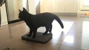 Cat Tricks: Clicker train your cat to go to their bed, or a mat.