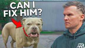 This Aggressive Dog Was a Lost Case.. Until Now