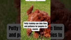 Puppy Potty Training Tips