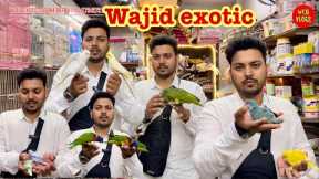 wajid exotic new video exotic birds available in jogeshwari mumbai #exotic #birds #parrot #pets 