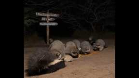 BlueIndigoTrails is live!🌒🍎🌽