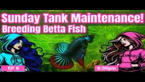 Sunday Tank Maintenance: Aquarium Breeding Betta Fish! EP8 Live Hosted by Brenda and Dina 📱