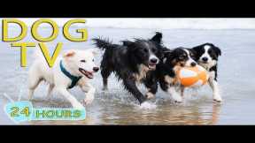 DOG TV: Videos Happy Entertain for Dogs to Watch When Home Alone All Day - Best Music for Dogs