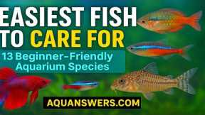 13 Easiest Aquarium Fish for Low-Maintenance Tanks (Perfect for Beginners!)