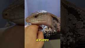 Blue-Tongued Skink | The Best Reptile Pet! 🦎