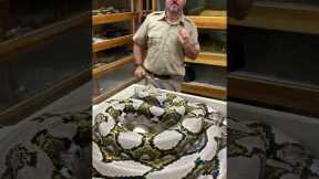 Giant SNAKE Giant BITE!