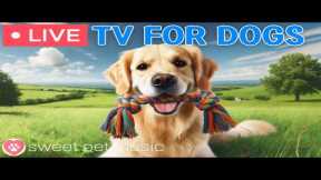 🔴24 Hours of Dog TV🎵🐶Relaxing Dog Music for Sleep🐾🩷Soothing Music to Ease Dog Anxiety and Stress