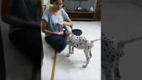 Dalmatian puppy training | learning  new tricks #dalmatian