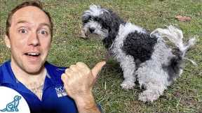 Potty Training A Puppy To Go Outside