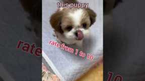 A cute puppy #shorts #funny #animals #cutedog #puppy #training #viral