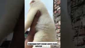 Pomeranian Puppy Training: Tips and Tricks #shorts #trending #doglover #pets #puppy #pomeranian #dog