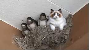 When Cats Become Best Friends in the World 😂 Funny Cats Video