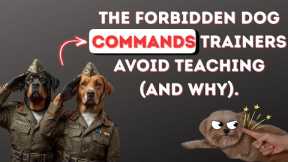 The Dog Training Tricks No One Tells You About