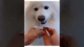 Cute Dog Video | cute and funny dog |cute animal video in USA