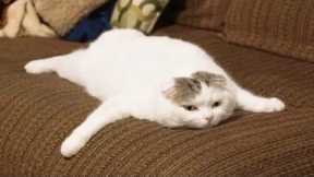 You Laugh, You Lose! 🤣 Funny Cat Videos 2025 😹 Part 14