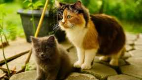 Funny Cat Videos | Best Cute and Adorable Kittens Compilation