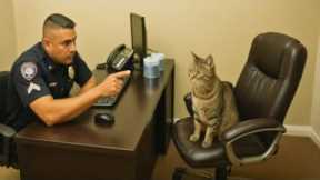 When you live with a cat with a 200 IQ, it's never boring! 😲