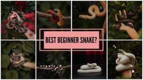 The BEST pet snake (in our humble opinion)