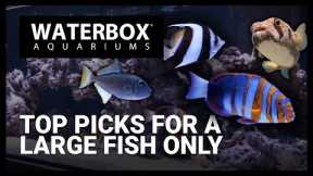Top Fish for a Large Fish Only Saltwater Aquarium