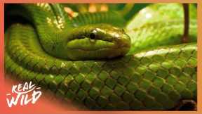 When Owning An Exotic Pet Goes Wrong