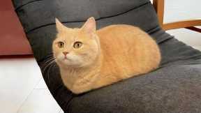 You Laugh, You Lose! 🤣 Funny Cat Videos 2025 😹 Part 55