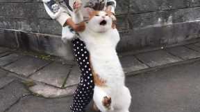 You Laugh, You Lose! 🤣 Funny Cat Videos 2025 😹 Part 49