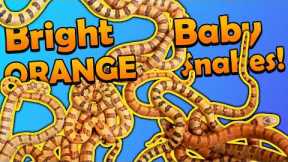 Neon Orange Kingsnakes Hatching!