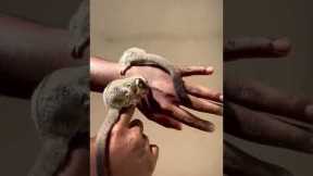 #sugarglider #exotic #pets #pet #shorts #short #subscribetomychannel