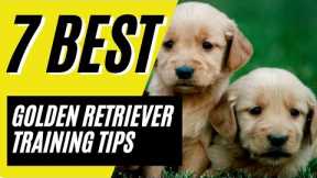 7 BEST Golden Retriever Puppy Training Tips and Best Practices