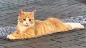 You Laugh, You Lose! 🤣 Funny Cat Videos 2025 😹 Part 50