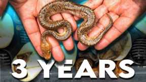 It Took Us 3 Years to make this Snake !