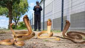 Catching 4 Deadly Snakes