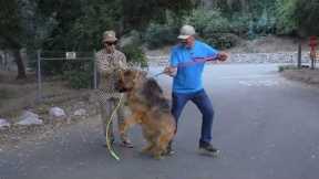 Dog Daddy VS 200lb Tibetan Mastiff. (Full Series)
