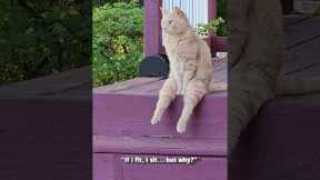 The FUNNIEST Cat Videos!